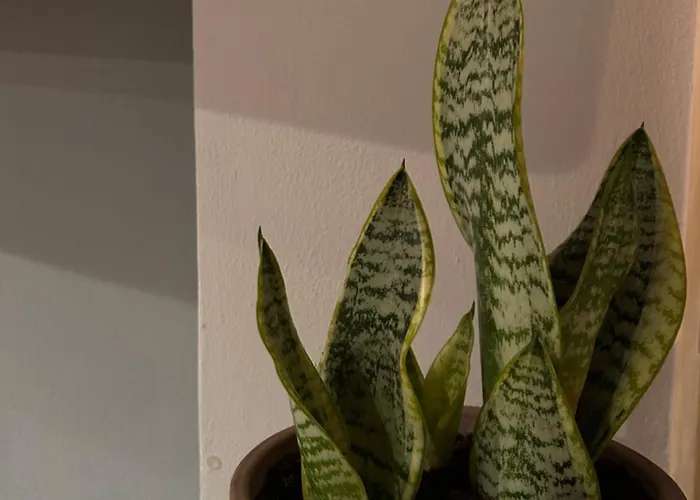 Appartement Casa Zanassi *